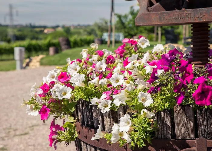 Le Mistral Соммакампанья